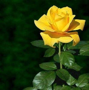 Meet your Posher, Lise